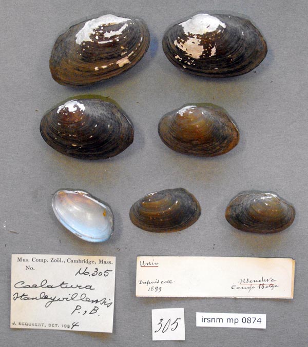 specimen