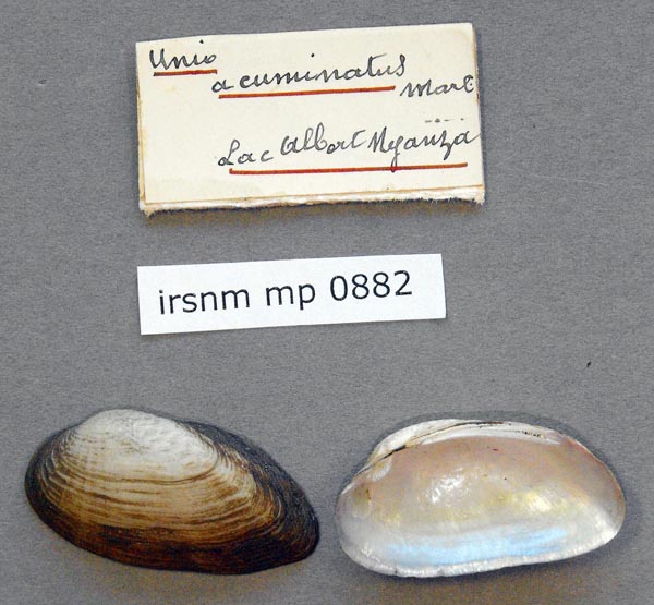specimen