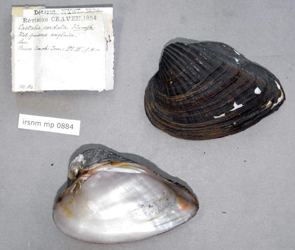 specimen