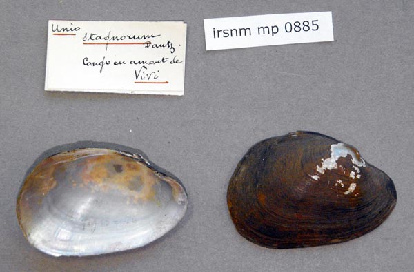 specimen