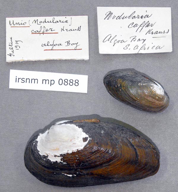specimen