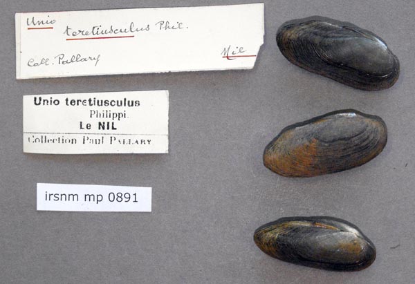 specimen