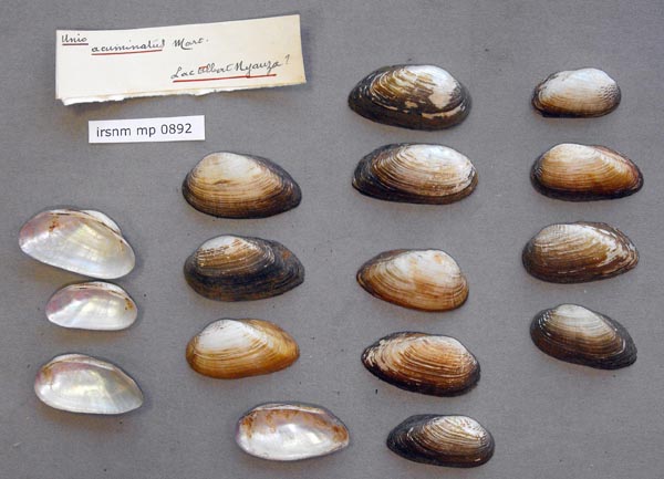 specimen