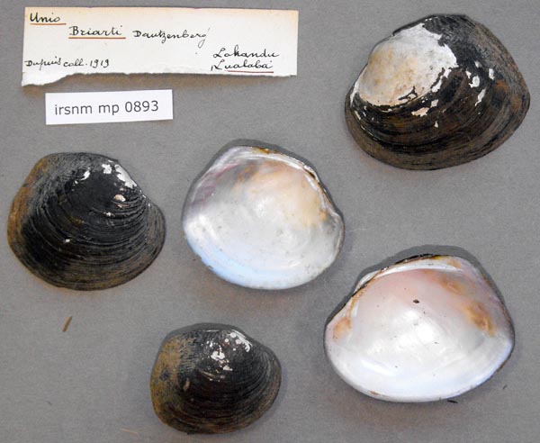 image of lot IRSNB_MP_0893 image of lot IRSNB_MP_0893