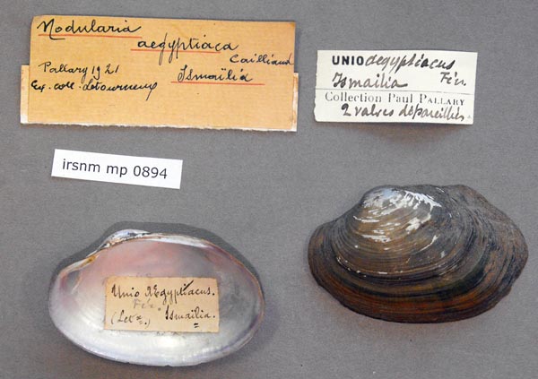 specimen
