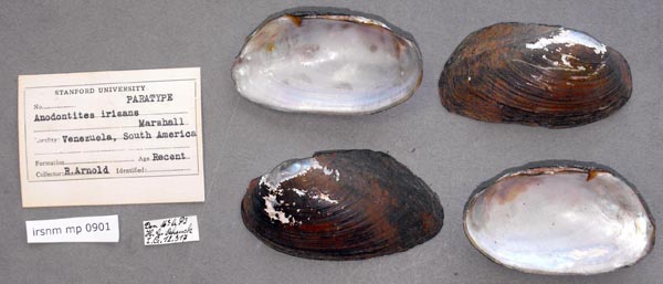 specimen