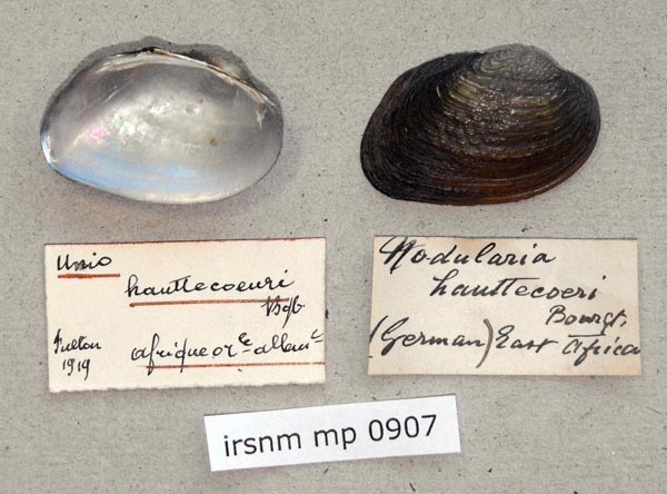 specimen