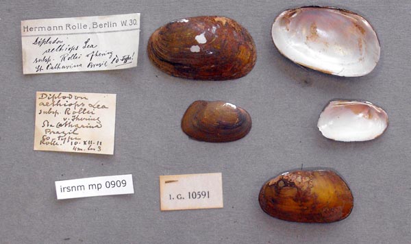 specimen