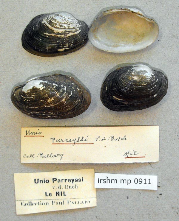 specimen