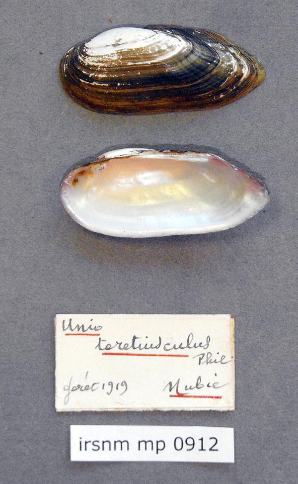 specimen