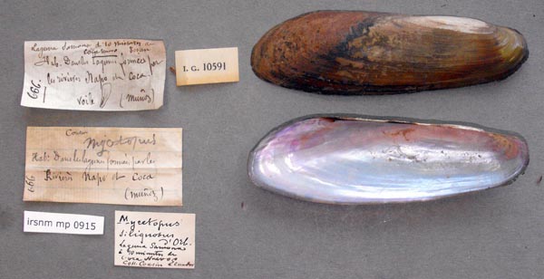 specimen