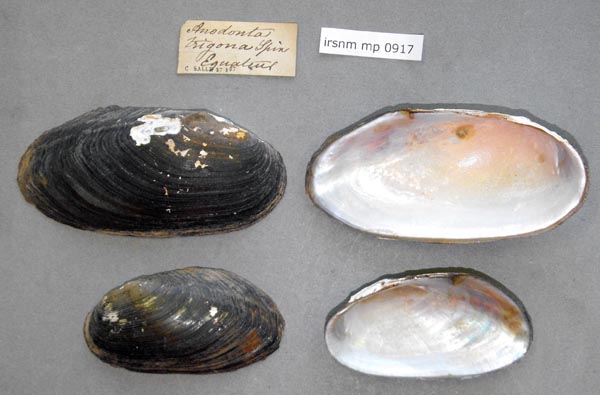 specimen
