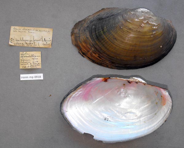 specimen