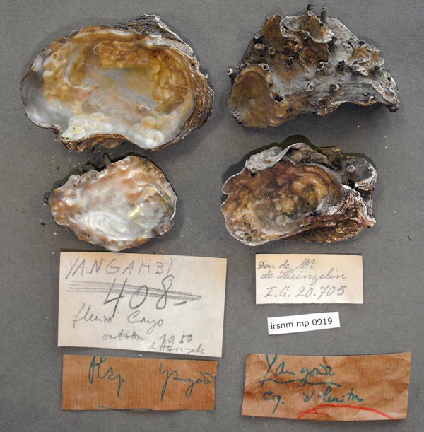 specimen