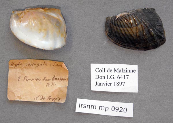 specimen