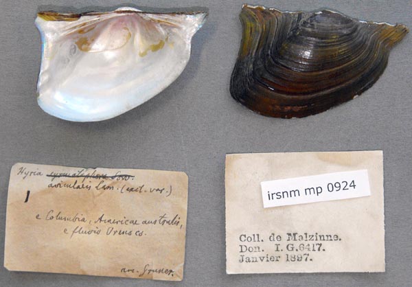 specimen
