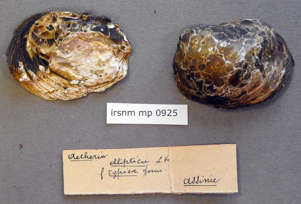 specimen