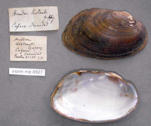 specimen