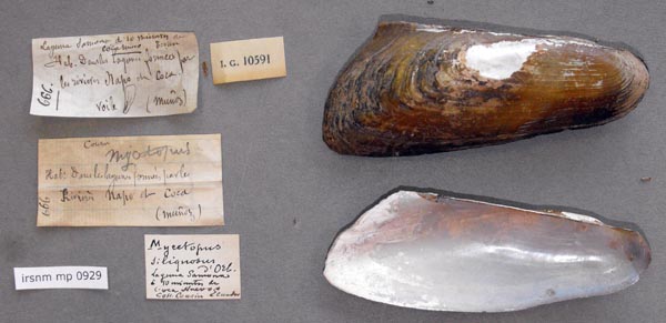 specimen