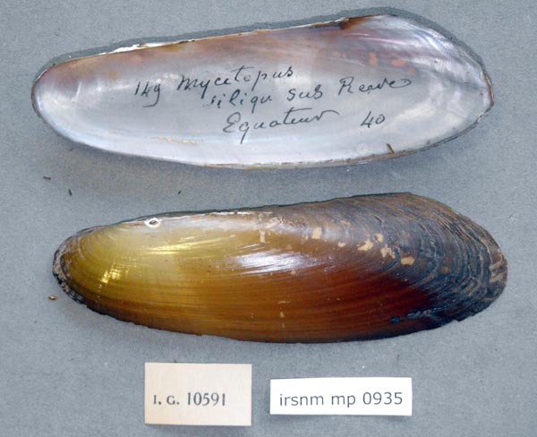 specimen