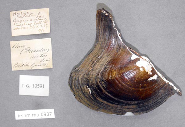 specimen