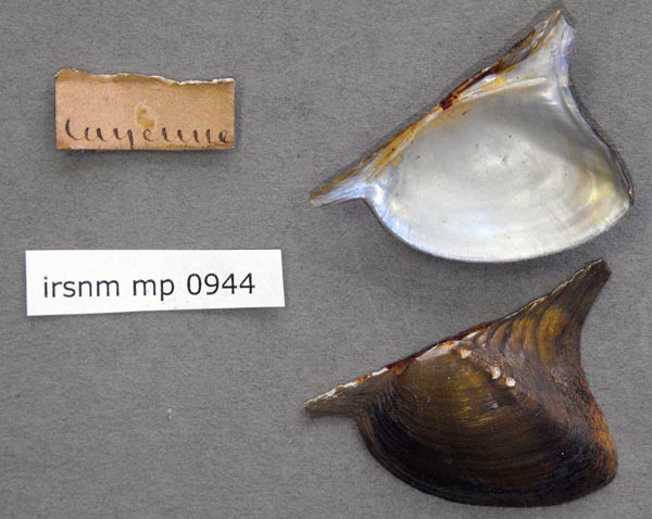 specimen