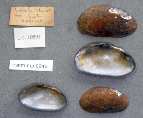 specimen