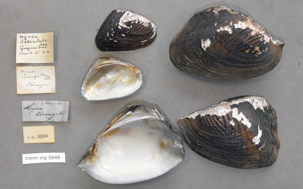 specimen