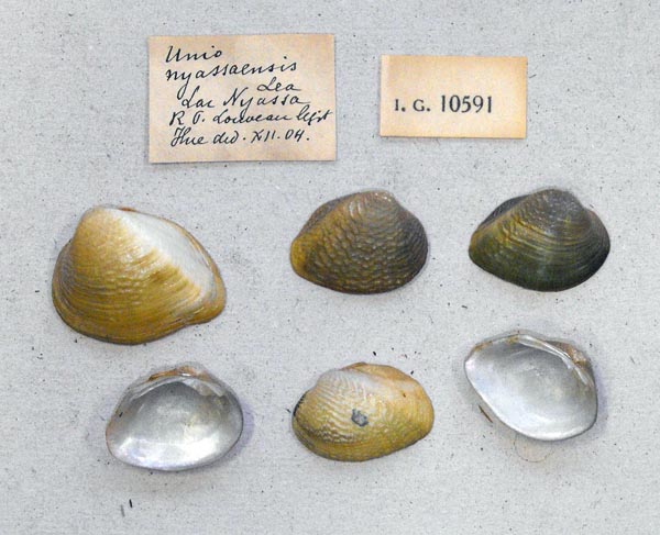 specimen