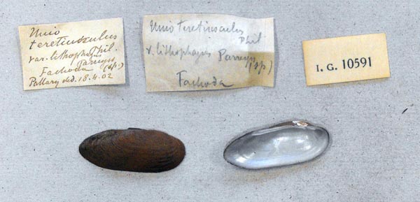 specimen
