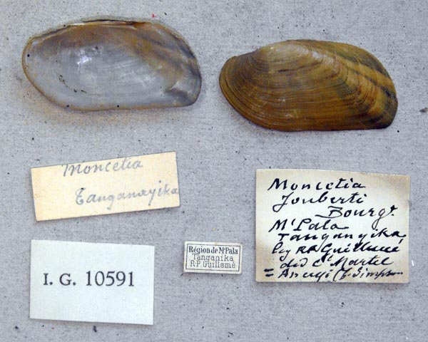 specimen