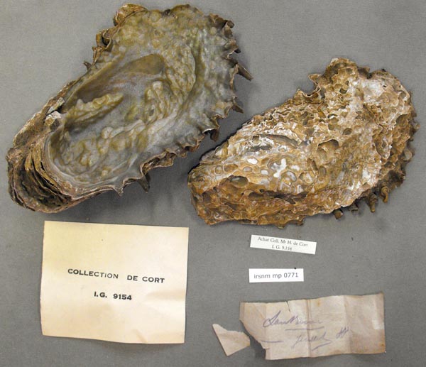 specimen
