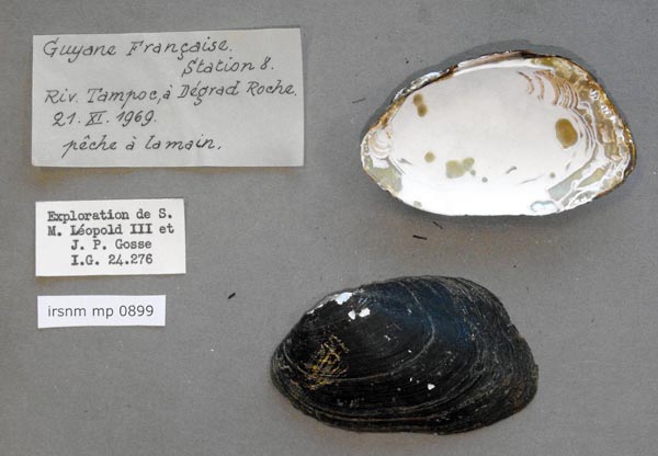 specimen