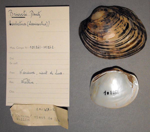 image of lot MRAC_101261 image of lot MRAC_101261