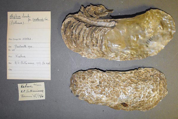 specimen
