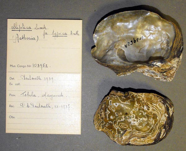 specimen