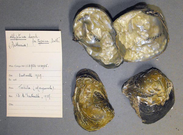 specimen