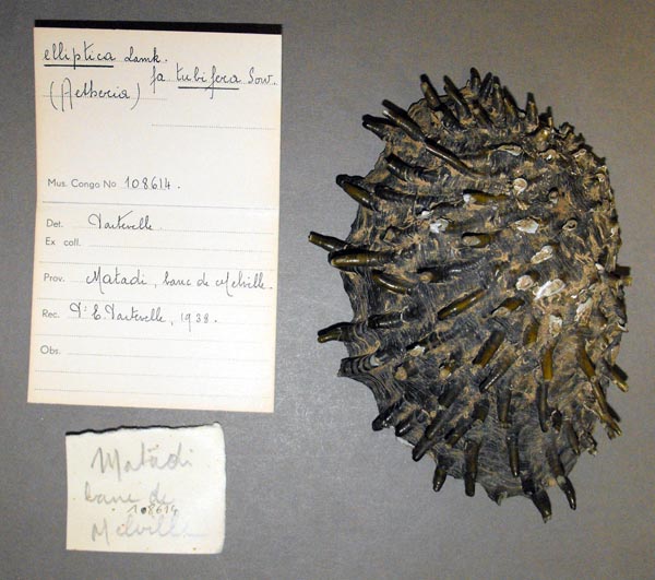 specimen