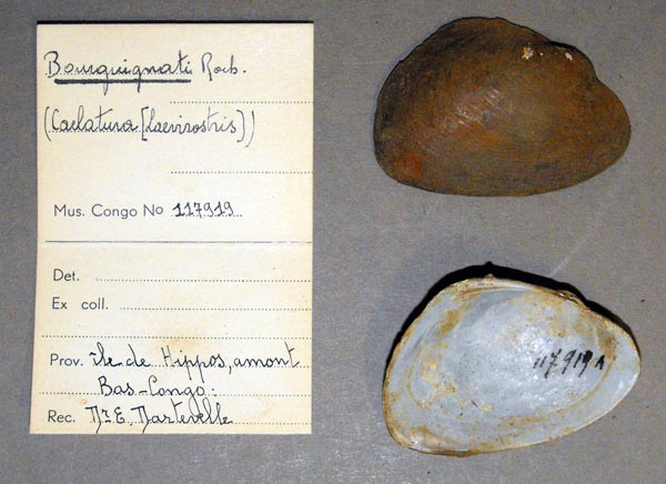 specimen