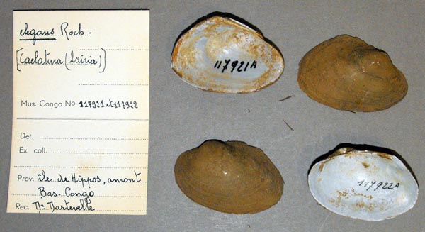 specimen