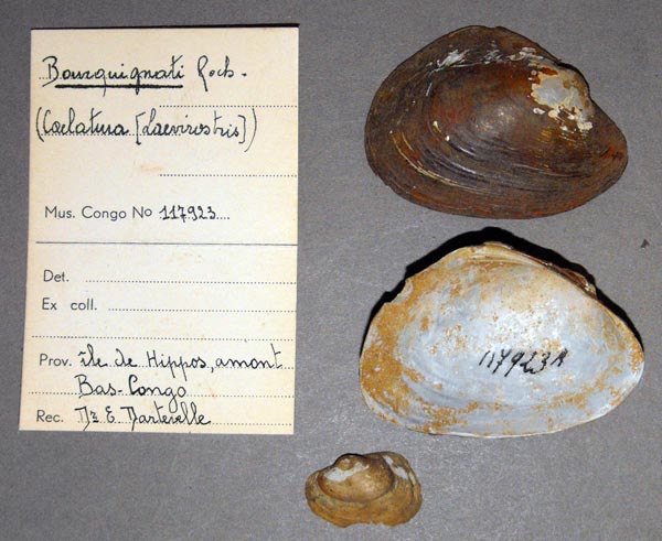 specimen