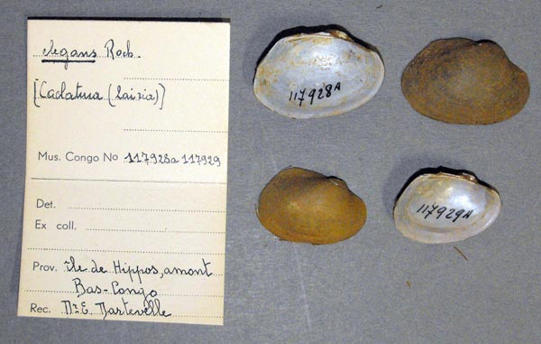 image of lot MRAC_117928 image of lot MRAC_117928