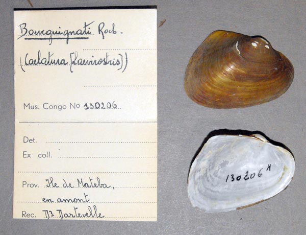 specimen