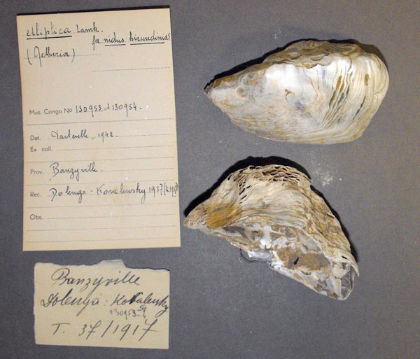 specimen