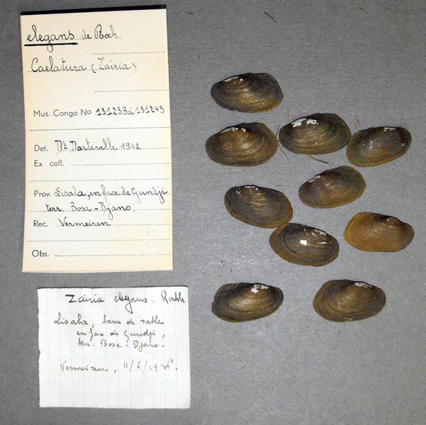 image of lot MRAC_131238 image of lot MRAC_131238