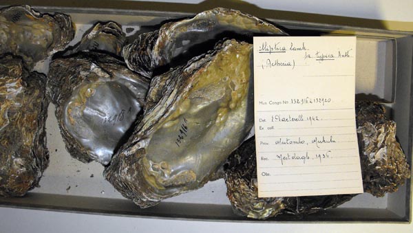 specimen