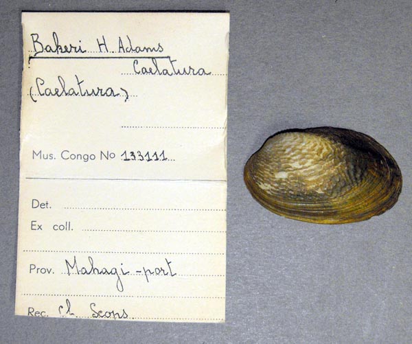 specimen