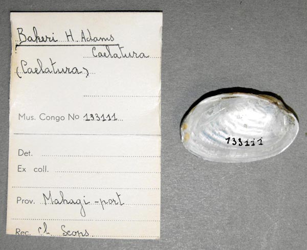 specimen