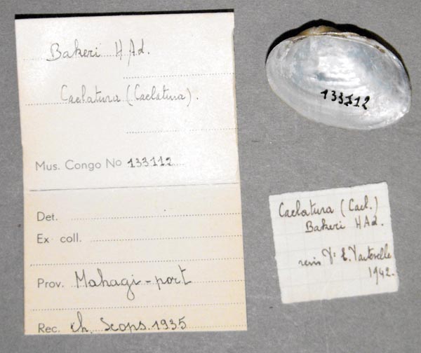 specimen