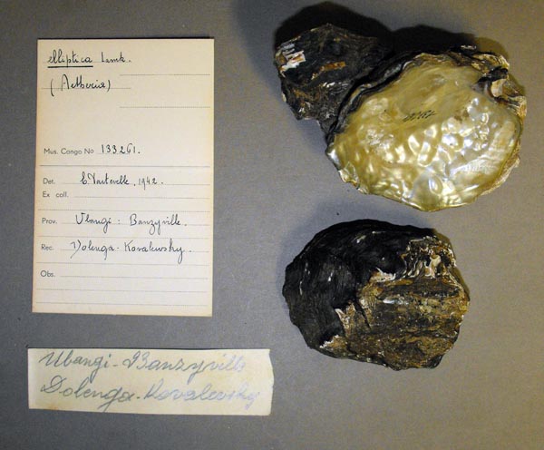 specimen